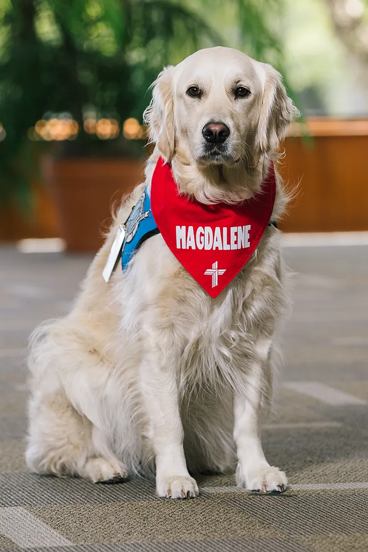 Cornerstone Comfort Dog
